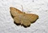 Idaea macilentaria
